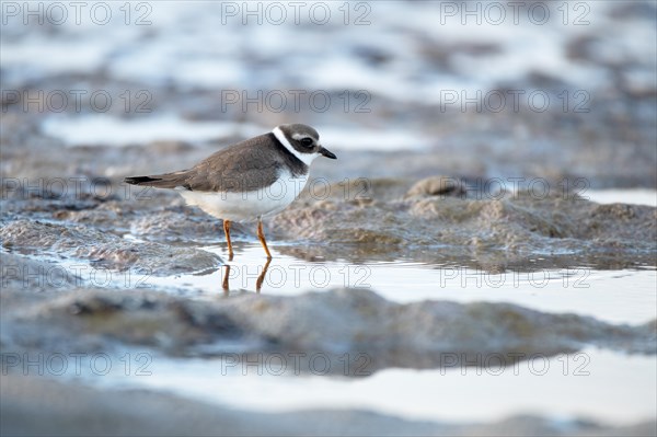 Ringed Plover