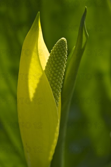 American mock calla