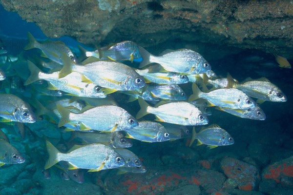 Shoal, group of bastard grunt