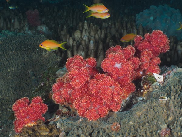 Thistle Tree Coral