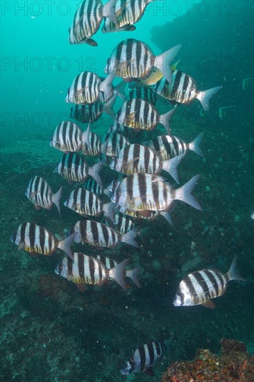 Group of zebra sea bream