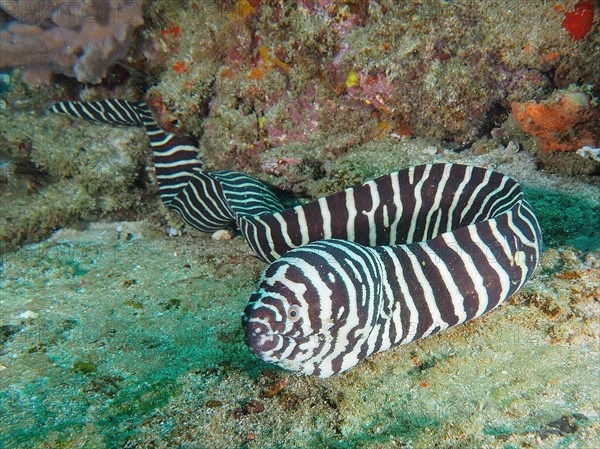 Zebra moray