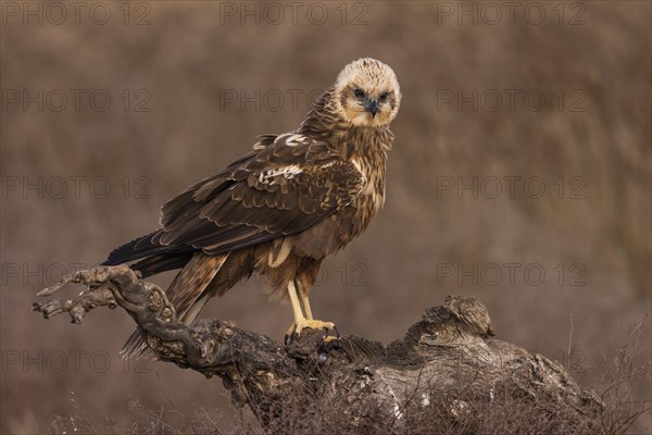 Western marsh-harrier