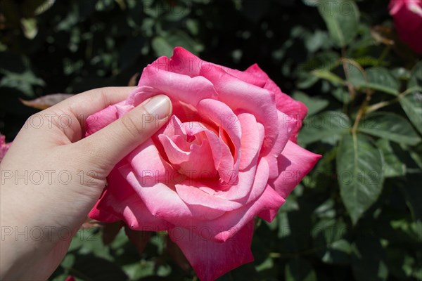 Hand holding a rose in the rose garden