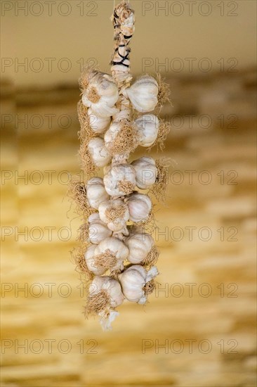 Bunch of garlic bulbs at the market place