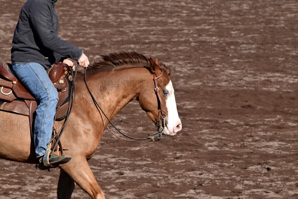 Close-up of the head and neck with headstall and reins of a western horse of the breed American Quarter Horse during training in the riding arena in late winter, chestnut coloured horse with large mark on the head and one blue eye, Rhineland-Palatinate, Germany, Europe