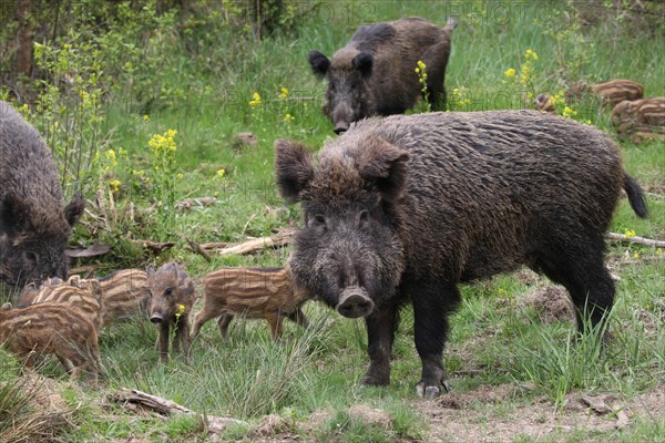 Wild boar