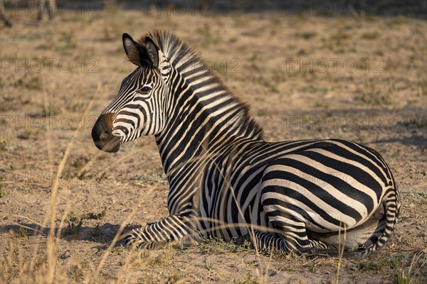 Plains Zebra of the subspecies crawshay's zebra