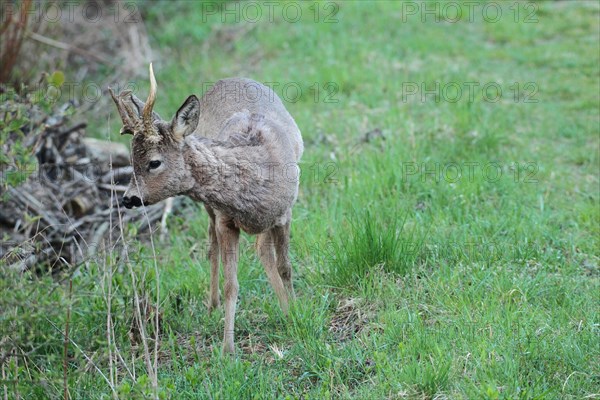 European roe deer