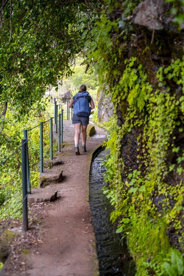 Hiker on Levada do Moinho, Ponta do Sol, Madeira, Portugal, Europe