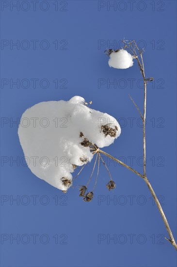 Hogweed branches covered in snow