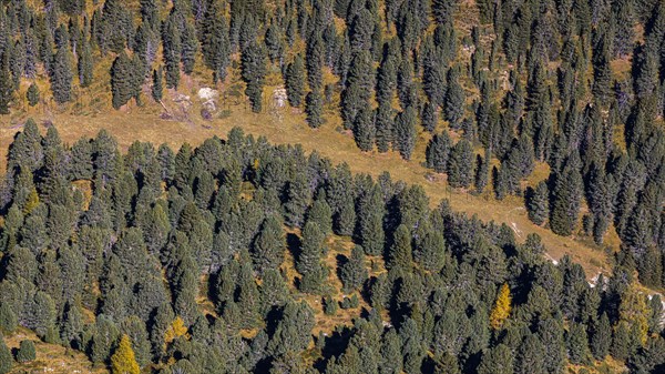 Pine forest, view from the Seceda summit, Val Gardena, Dolomites, South Tyrol, Italy, Europe