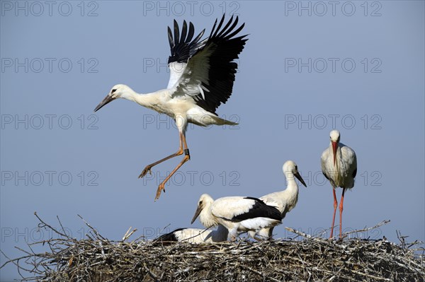 White Stork