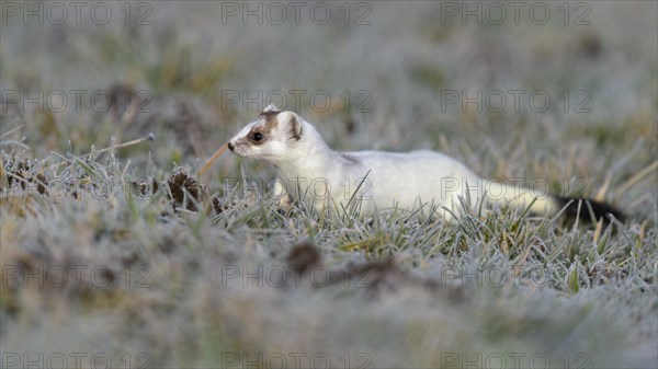 Stoat