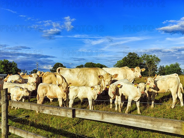 Charolais cattle