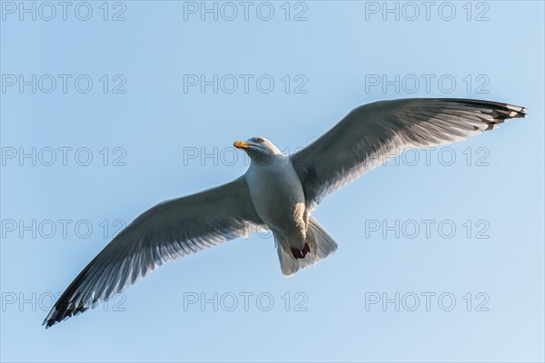 European Herring Gull