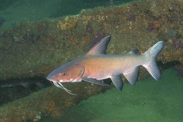 Natal Sea Catfish