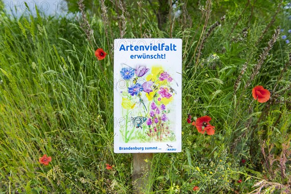 Sign in a wildflower meadow of the NABU Nature and Biodiversity Conservation Union, Brandenburg an der Havel, Brandenburg, Germany, Europe