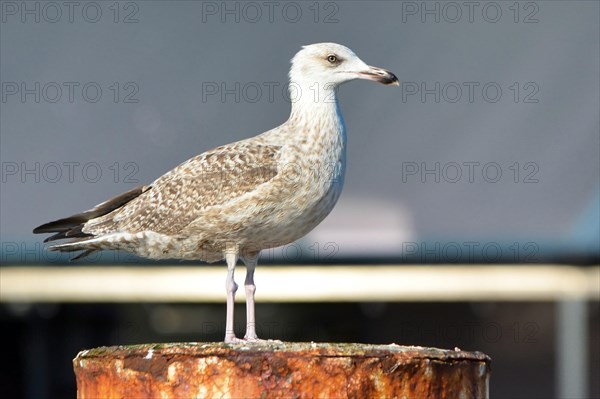 Side view of juvenile European herring gull