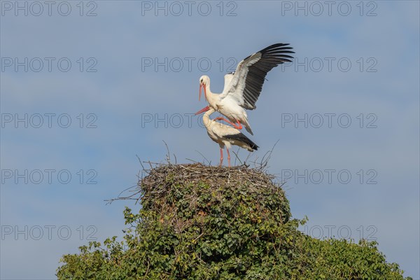 Pair of white stork