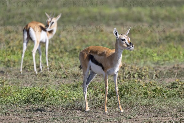 Serengeti thomsons gazelle