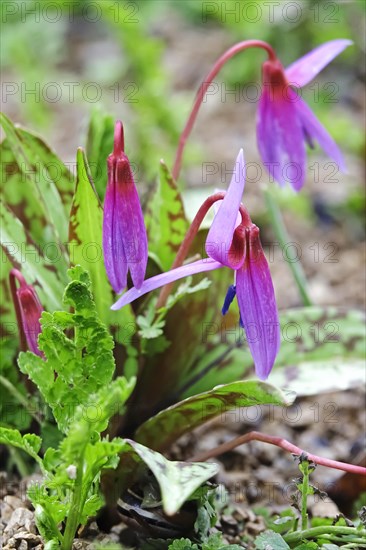 Dogs Fawn Lily