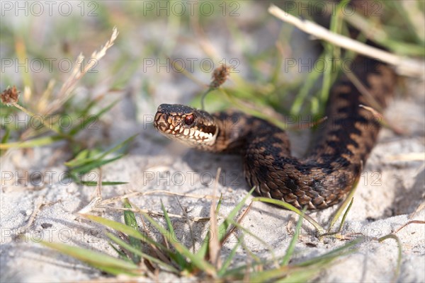 Common european viper