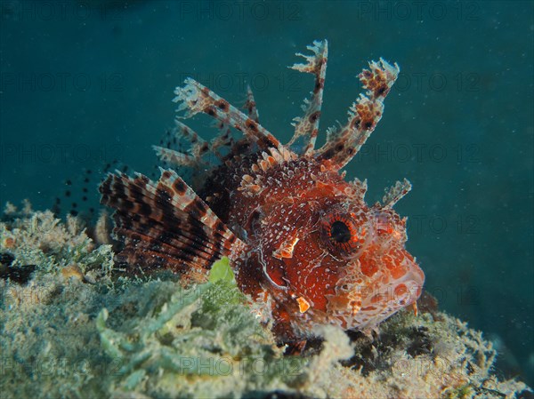 Red Sea Dwarf Lionfish