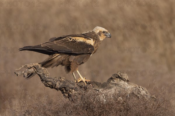 Western marsh-harrier