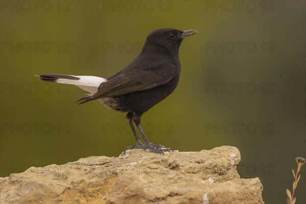 Black Wheatear