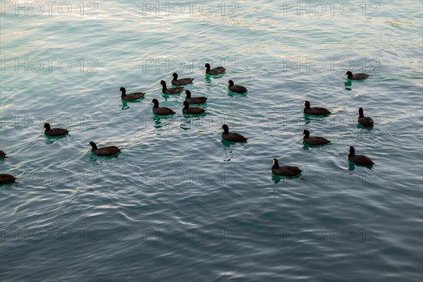 Flock of birds on water with water surface background