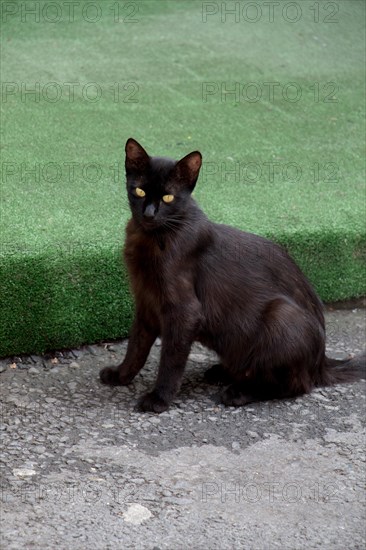 Stray cat seen in the street of the city