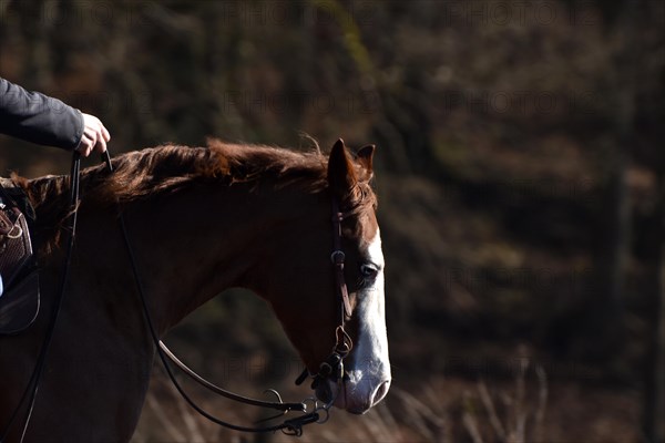 Close-up of the head and neck with headstall and reins of a western horse of the breed American Quarter Horse during training in the riding arena in late winter, chestnut coloured horse with large mark on the head and one blue eye, Rhineland-Palatinate, Germany, Europe