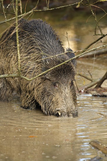 Wild boar