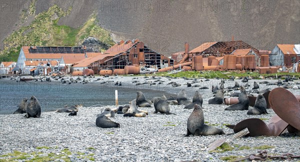 Sea Bears off South Georgia Whaling Station Stromness Bay