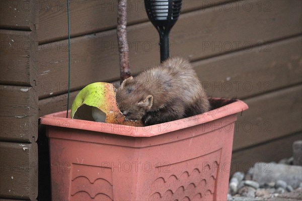 European pine marten