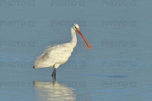 Eurasian spoonbill