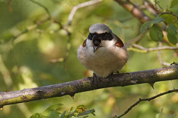 Red-backed Shrike