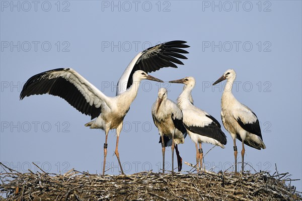 White stork