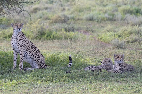 Cheetah