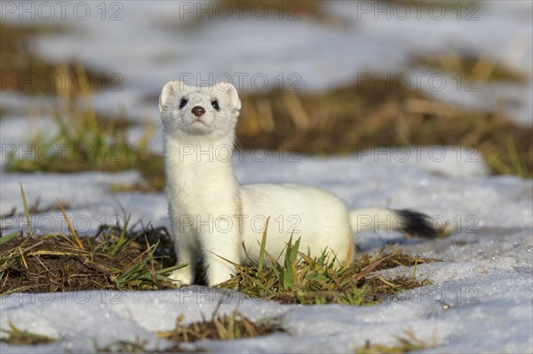 Stoat