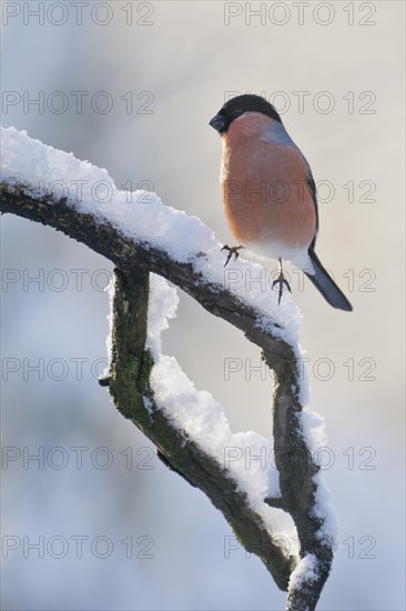 Eurasian bullfinch