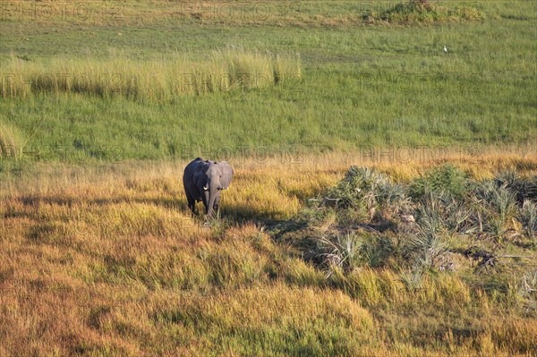 Aerial view of an Elephant bull