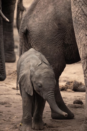 Herd of elephants with a baby elephant between its mothers legs. Cute shot of a calf in Tsavo National Park, Kenya, East Africa, Africa