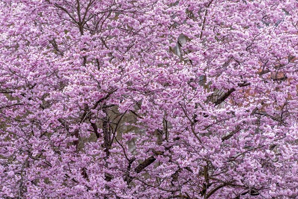 Flowering apple tree