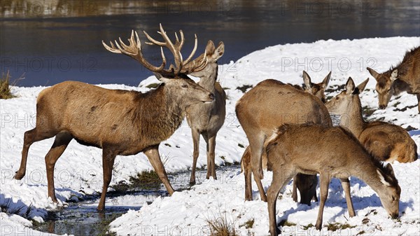 Red deer