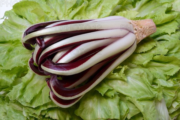 Radicchio in front of endive, Cicorino rosso Tardivo