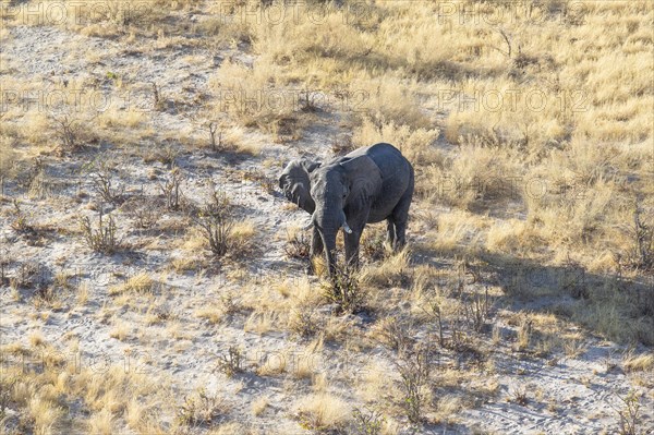 Aerial view of an Elephant bull