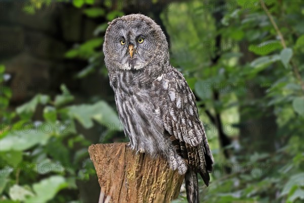 Great Grey Owl