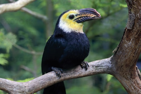 Yellow-masked Hornbill